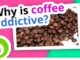 Why is coffee so addictive